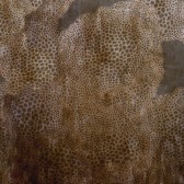 Tapeta Wall&Deco Cheetah WDCH1702 | CWC 2017