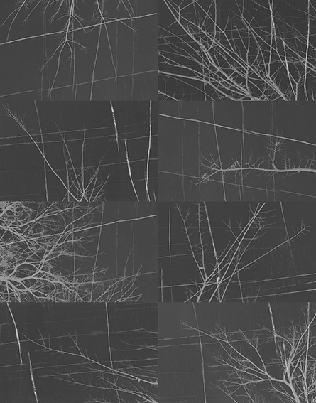 BOIS D'HIVER TAPETA WALL&DECO3
