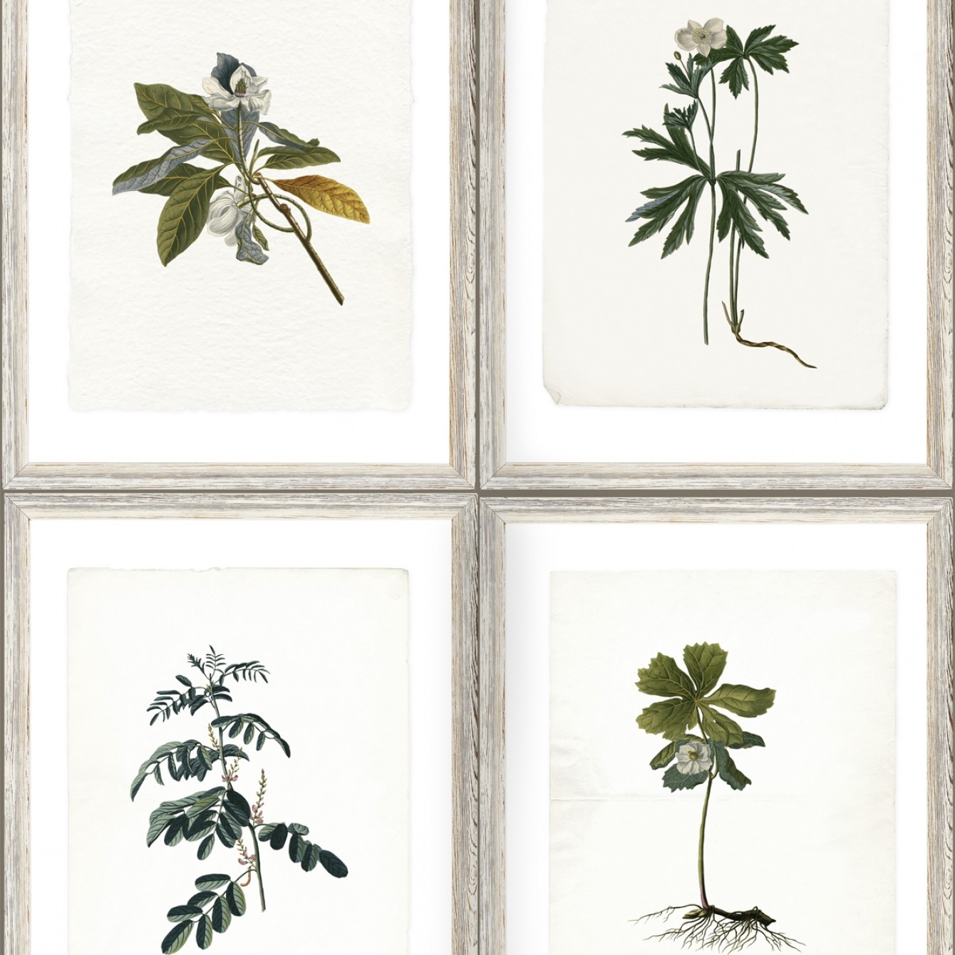 BOTANY TAPETA MIND THE GAP