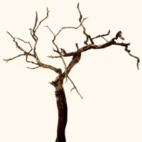 CHERRY TREE TAPETA WALL&DECO