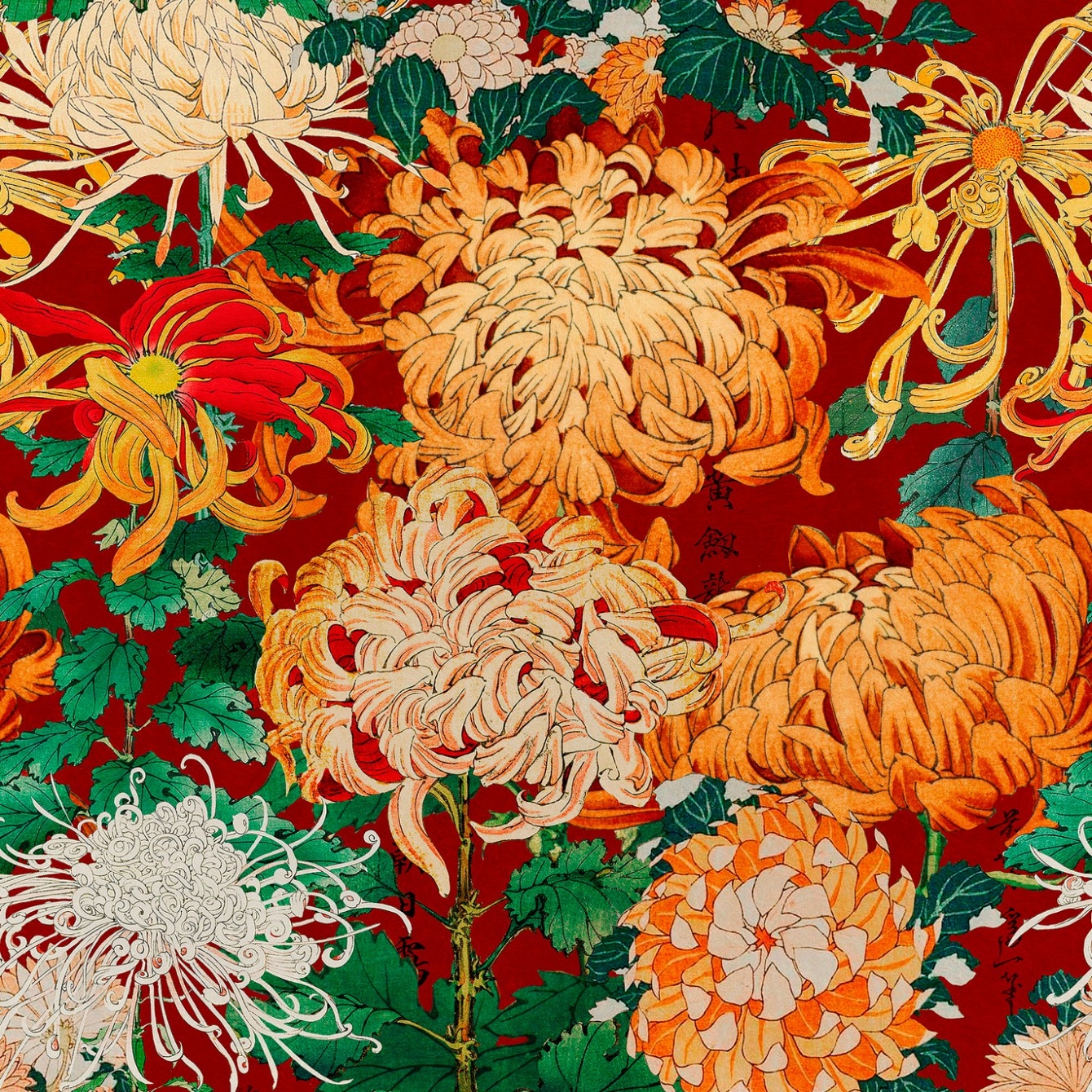 CHRYSANTHEMUMS TAPETA MIND THE GAP