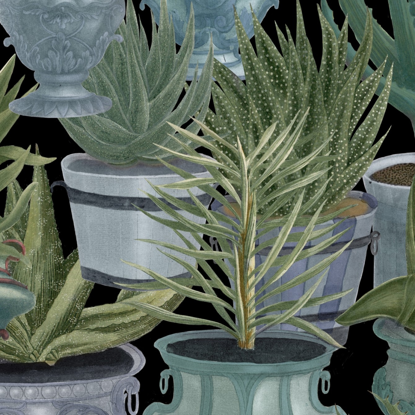ECHEVERIA TAPETA MIND THE GAP