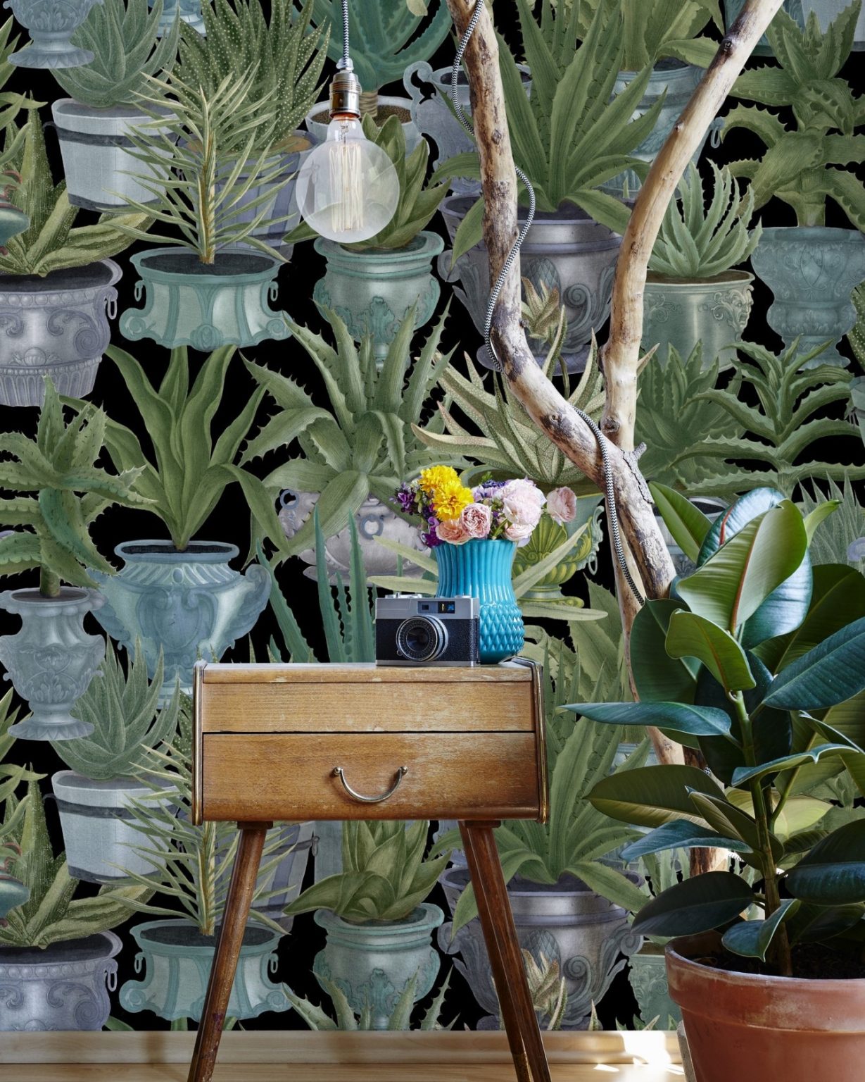 ECHEVERIA TAPETA MIND THE GAP