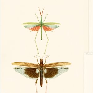 ENTOMOLOGY TAPETA MIND THE GA