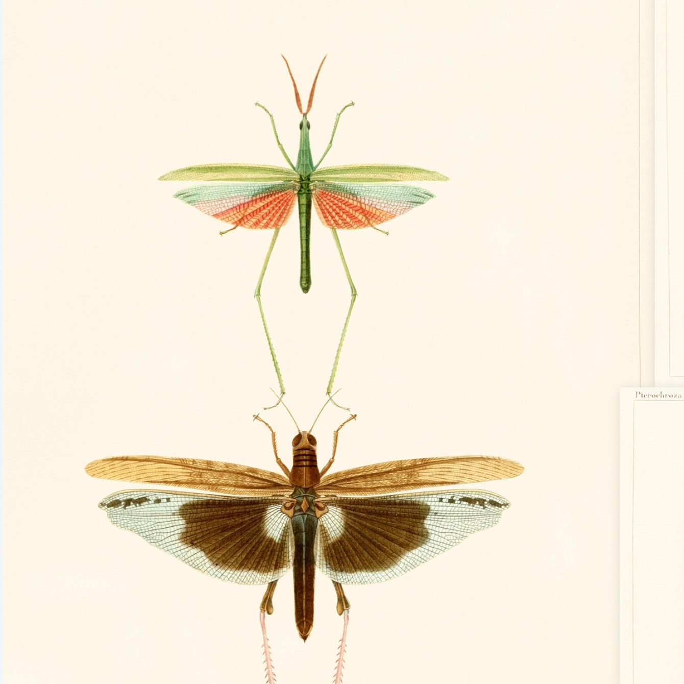 ENTOMOLOGY TAPETA MIND THE GA