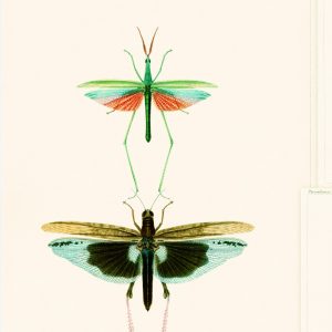 ENTOMOLOGY TAPETA MIND THE GA
