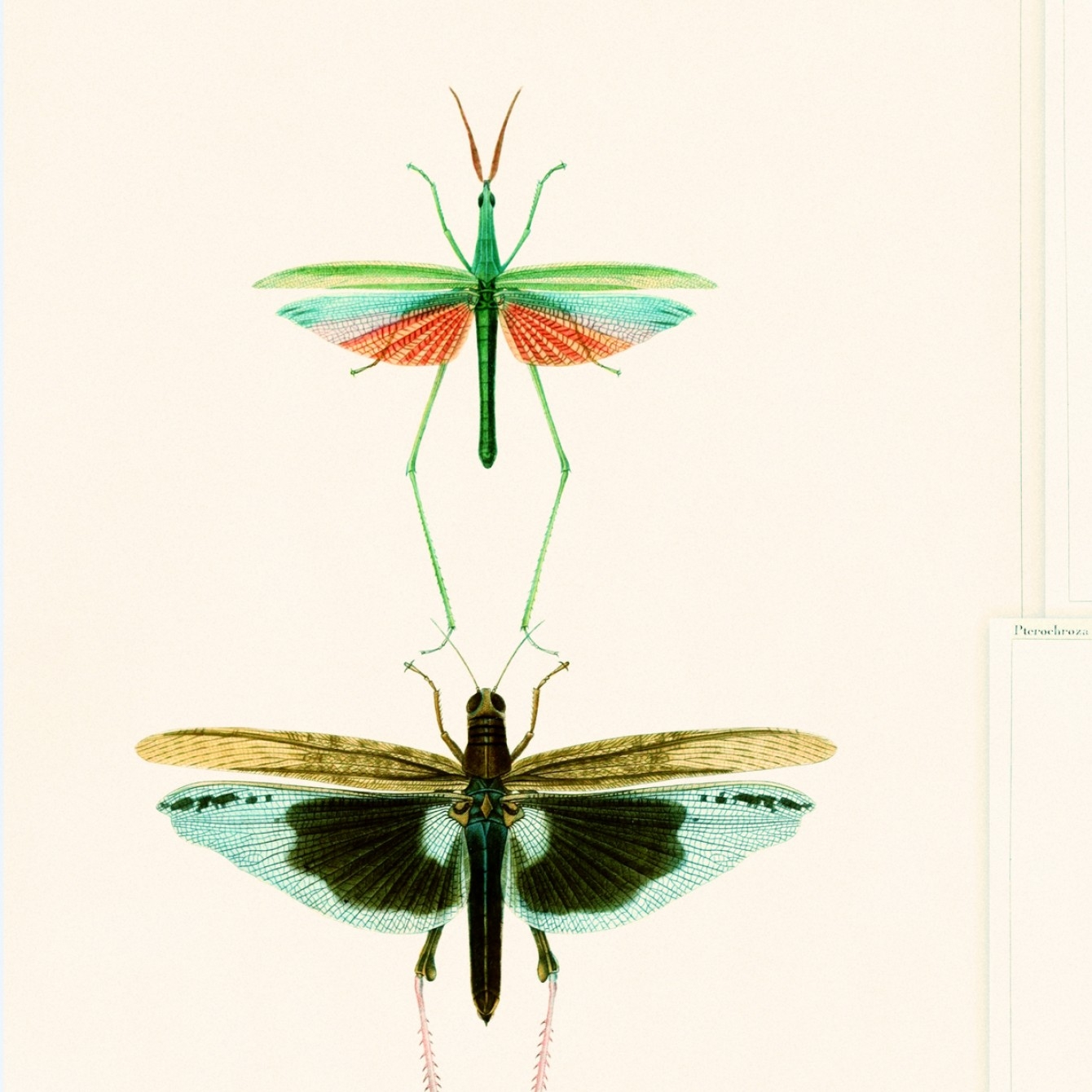 ENTOMOLOGY TAPETA MIND THE GA
