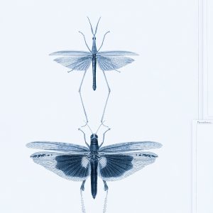 ENTOMOLOGY TAPETA MIND THE GA