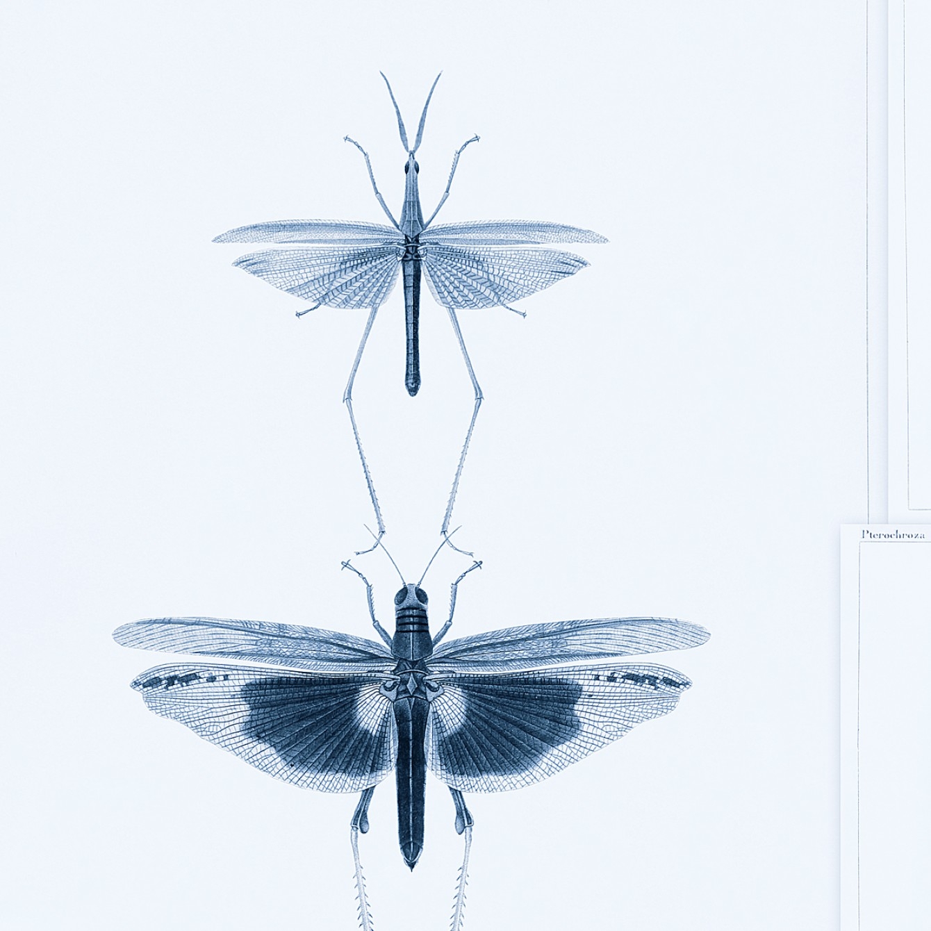 ENTOMOLOGY TAPETA MIND THE GA