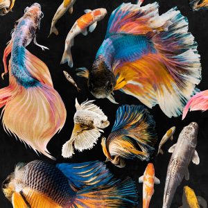 GOLDFISH ANTRACITE