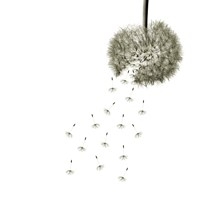 MONSOON TAPETA WALL&DECO
