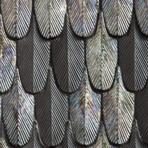 PLUMAGE BOTTEGANOVE