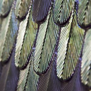 PLUMAGE BOTTEGANOVE