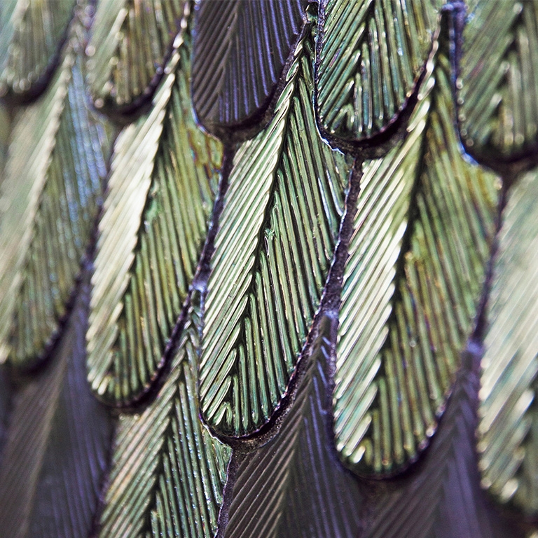 PLUMAGE BOTTEGANOVE
