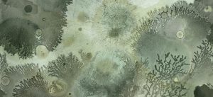 Fototapeta Wall&Deco Mufarina WET_MU2102