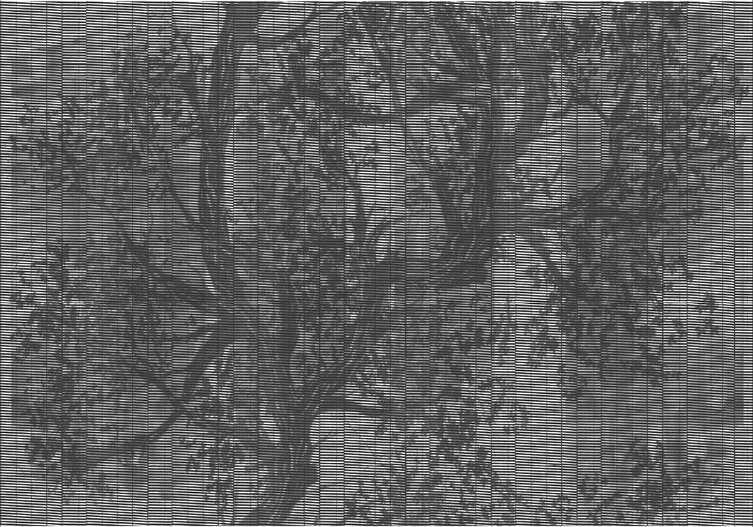 WOODPECKER OUT_WP1901