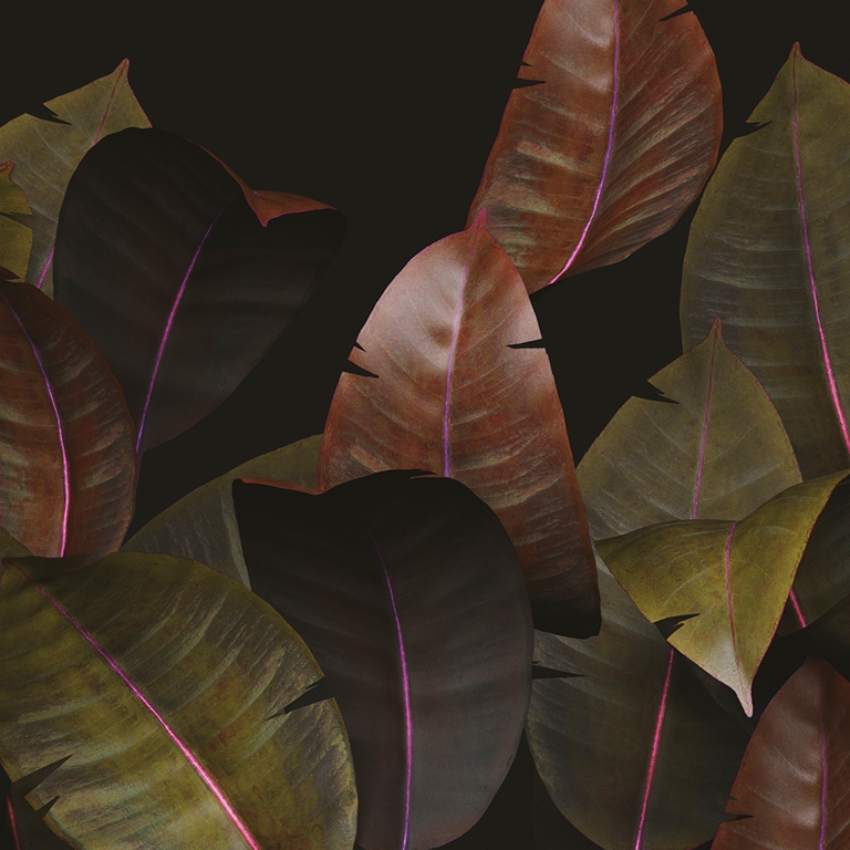 Zamia WDZA2101