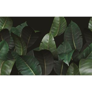 Zamia WDZA2102