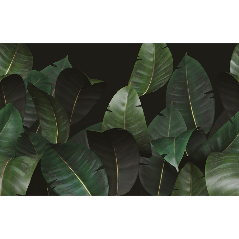 Zamia WDZA2102
