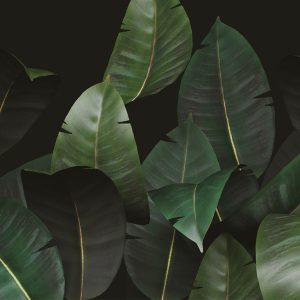 Zamia WDZA2102