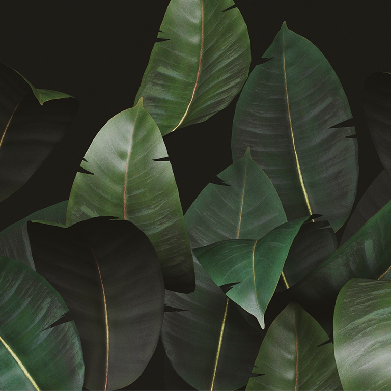 Zamia WDZA2102