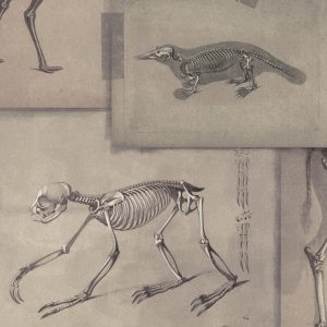 ZOOARCHAEOLOGY TAPETA MIND THE GAP