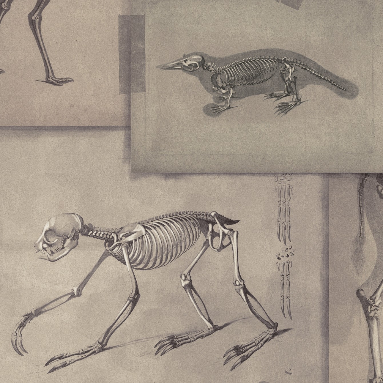 ZOOARCHAEOLOGY TAPETA MIND THE GAP