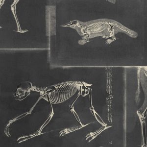ZOOARCHAEOLOGY TAPETA MIND THE GAP