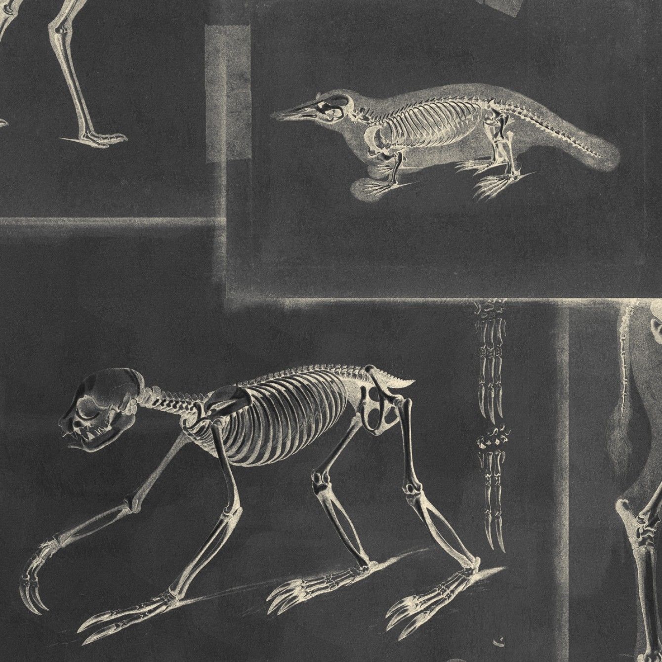 ZOOARCHAEOLOGY TAPETA MIND THE GAP