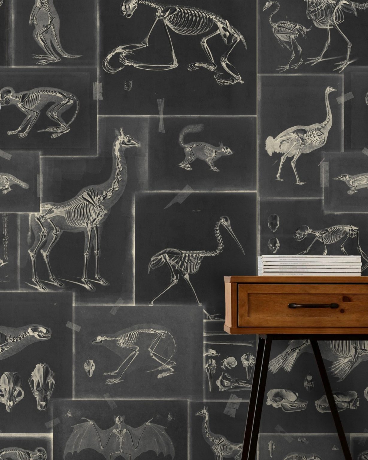 ZOOARCHAEOLOGY TAPETA MIND THE GAP